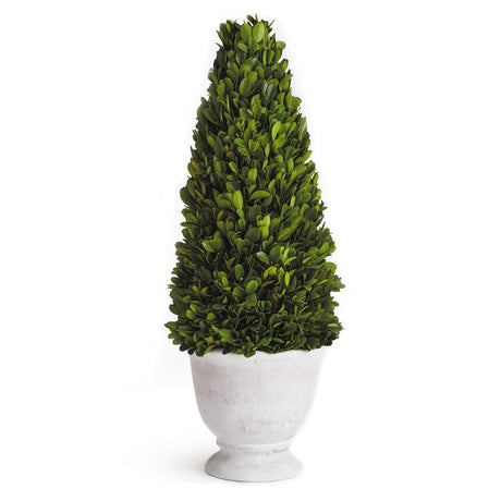 Napa  BOXWOOD CONE TOPIARY IN POT