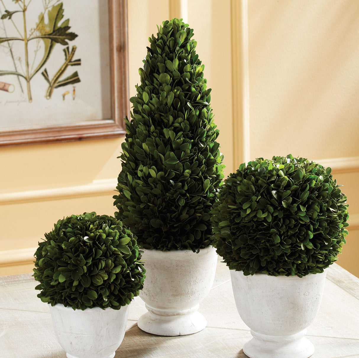 Napa  BOXWOOD CONE TOPIARY IN POT