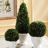Napa  BOXWOOD CONE TOPIARY IN POT
