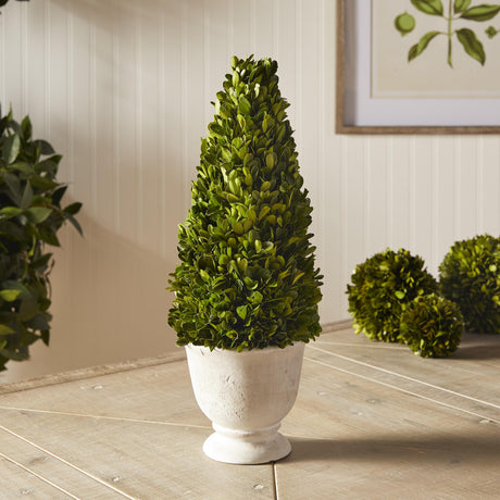 Napa  BOXWOOD CONE TOPIARY IN POT