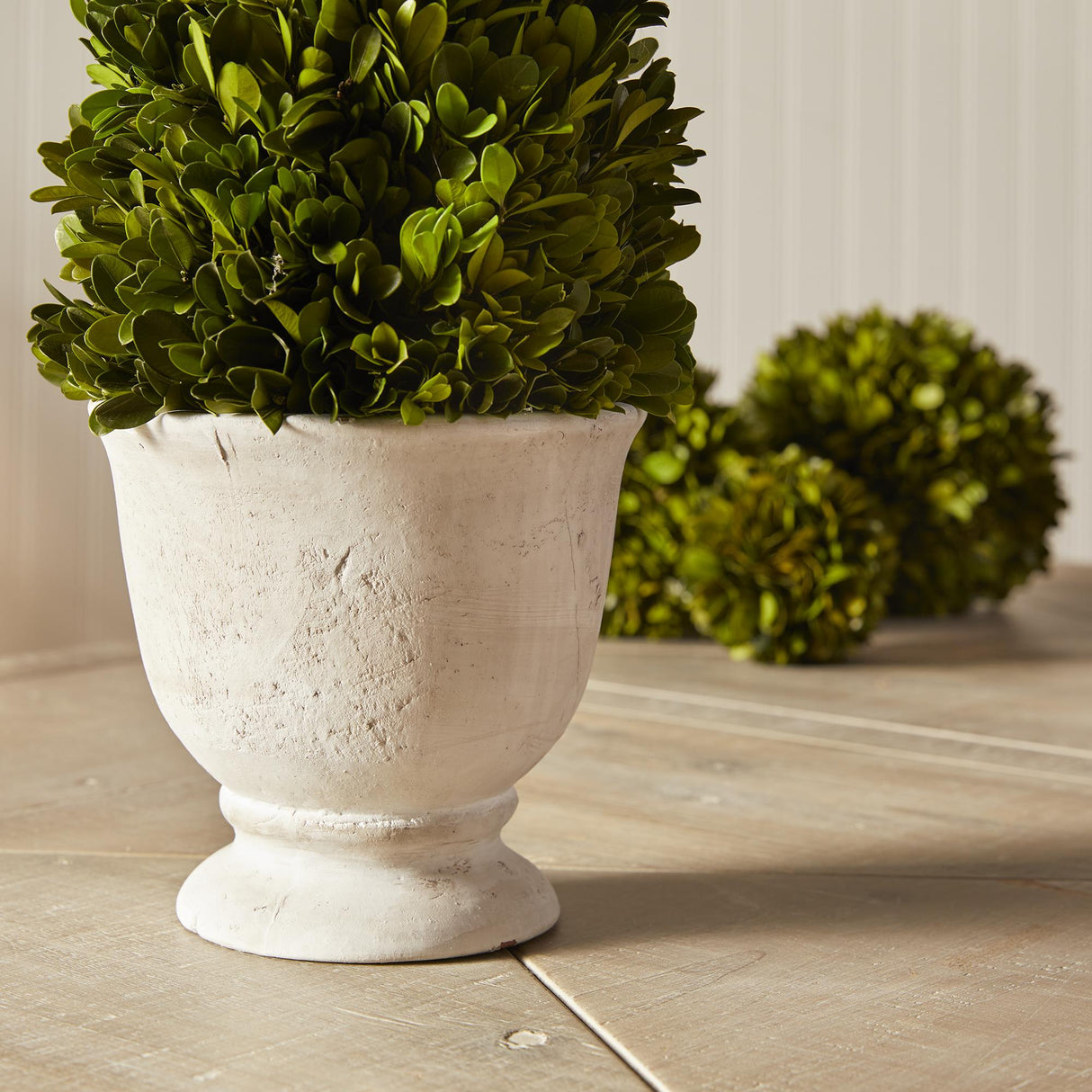 Napa  BOXWOOD CONE TOPIARY IN POT