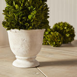 Napa  BOXWOOD CONE TOPIARY IN POT