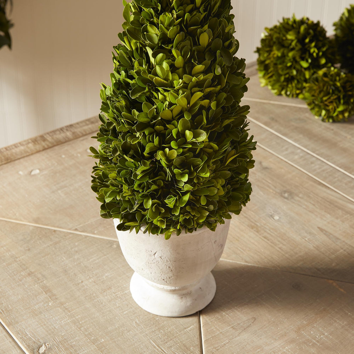 Napa  BOXWOOD CONE TOPIARY IN POT