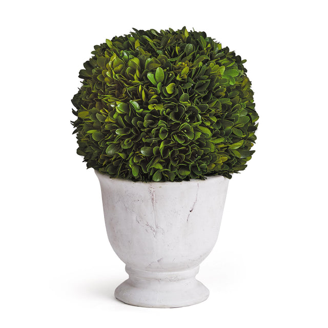 Napa  BOXWOOD BALL TOPIARY IN POT LARGE
