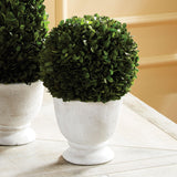 Napa  BOXWOOD BALL TOPIARY IN POT LARGE