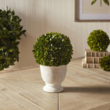 Napa  BOXWOOD BALL TOPIARY IN POT LARGE