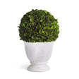 Napa  BOXWOOD BALL TOPIARY IN POT SMALL