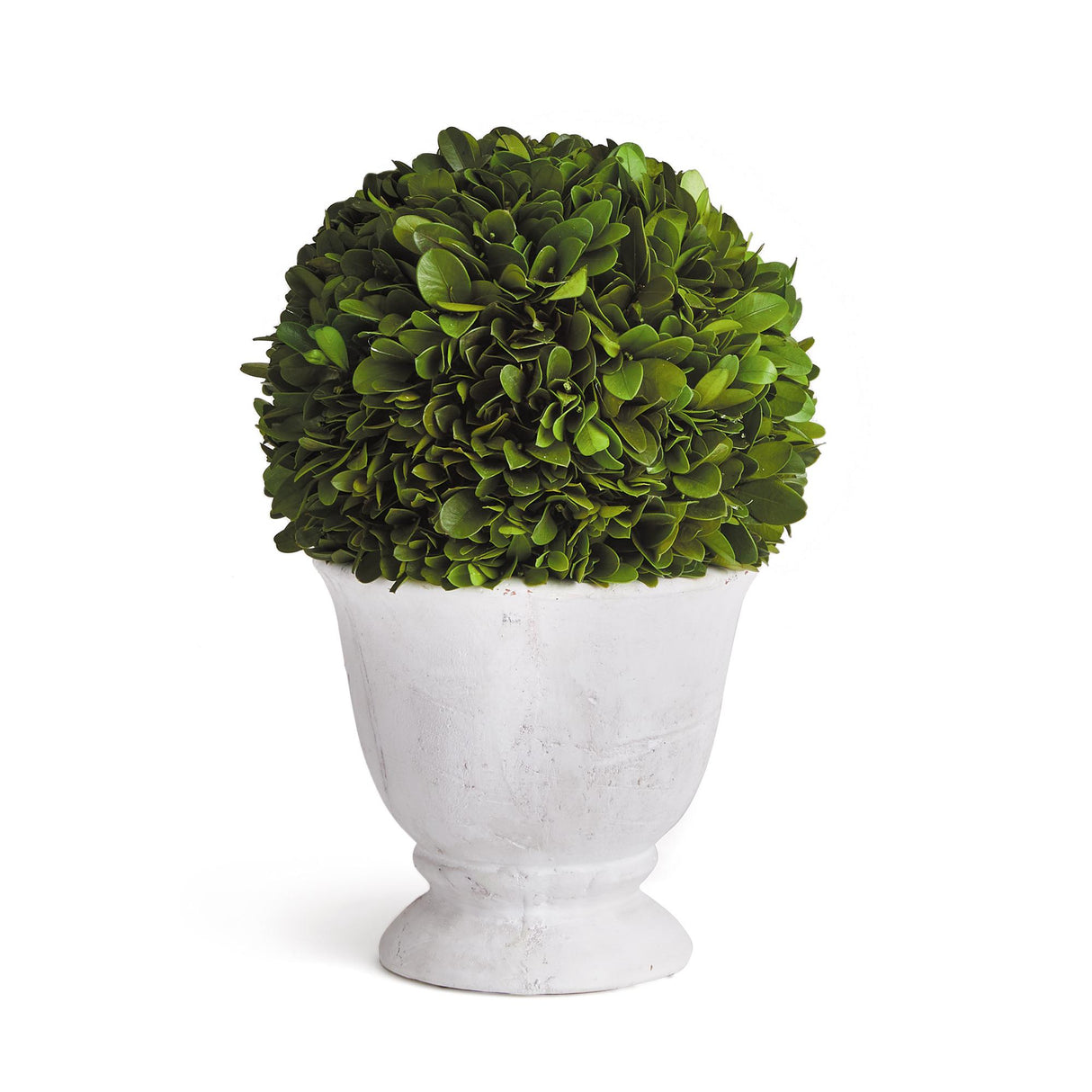 Napa  BOXWOOD BALL TOPIARY IN POT SMALL