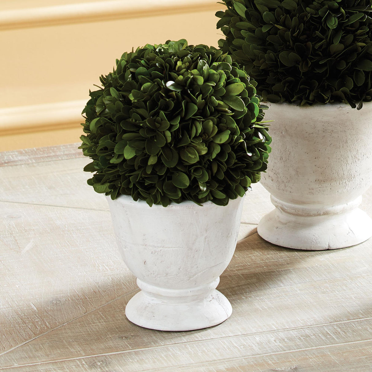 Napa  BOXWOOD BALL TOPIARY IN POT SMALL