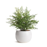 Napa White Kayla Pot Small