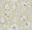 Kravet DESIGN W4242 106 Wallpaper