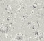 Kravet DESIGN W4242 11 Wallpaper