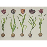 Andrew Martin TULIPS 310 Wallpaper