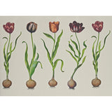 Andrew Martin TULIPS 310 Wallpaper