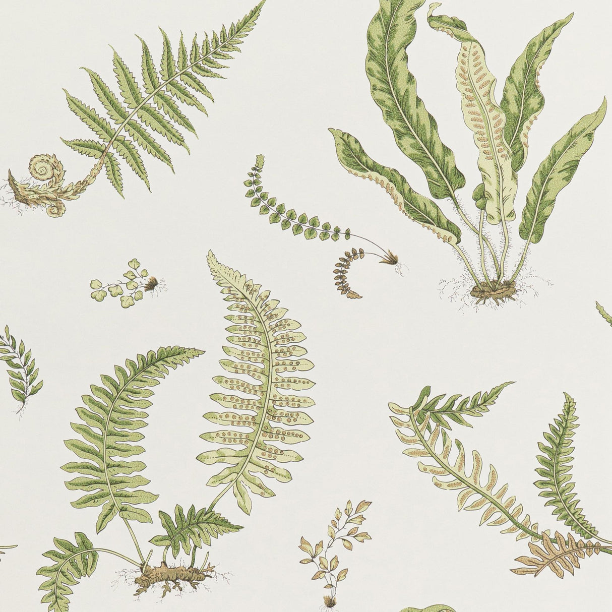 G P & J Baker FERNS LEAF Wallpaper