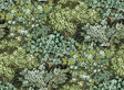 Kravet BROCCOLI CANPOY 11 Wallpaper