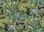 Kravet BROCCOLI CANPOY 11 Wallpaper