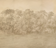 Lee Jofa KINGSLEY MURAL PW BEIGE Wallpaper