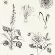 Clarke & Clarke ROSERAIE CHARCOAL WP Wallpaper