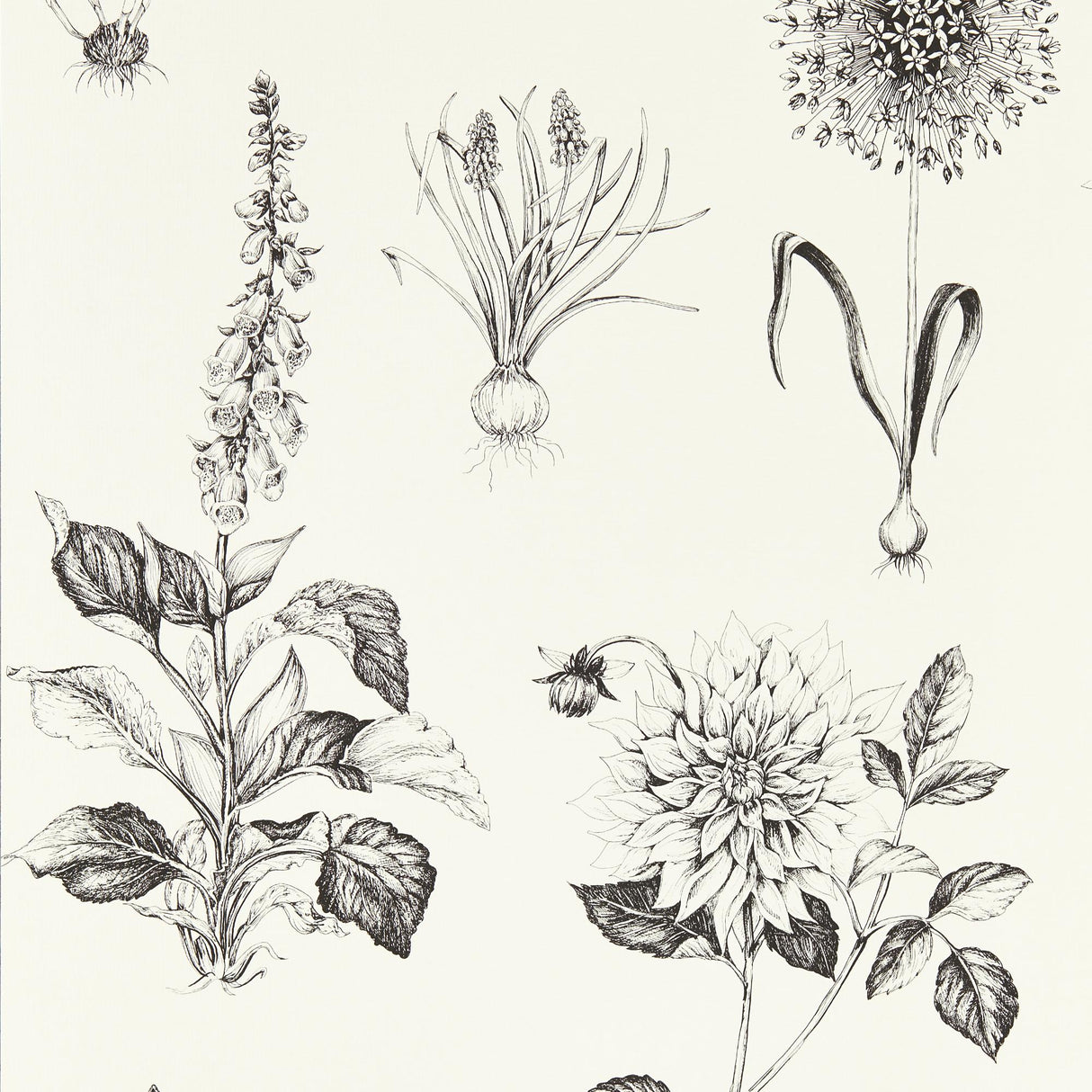 Clarke & Clarke ROSERAIE CHARCOAL WP Wallpaper