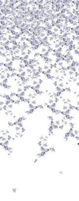 Kravet FALLING GINKGO SPRING Wallpaper