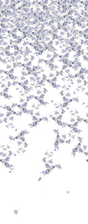 Kravet FALLING GINKGO SPRING Wallpaper