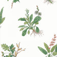Anna French Woodland Green And Blush Wallpaper