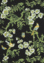 Thibaut YUKIO Black Fabric