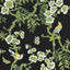 Thibaut Yukio Black Fabric
