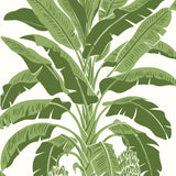 Thibaut BANANA TREE Green Wallpaper