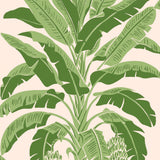 Thibaut BANANA TREE Pink and Green Wallpaper