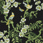 Thibaut Yukio Black Wallpaper