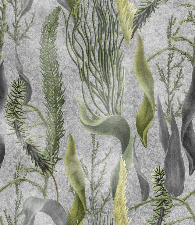 MindTheGap AQUATIC PLANTS Grey THE WETLANDS A story of Danube's Delta Wallpaper