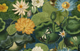 MindTheGap LOTUS BLOSSOM THE WETLANDS A story of Danube's Delta Wallpaper
