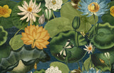 MindTheGap LOTUS BLOSSOM THE WETLANDS A story of Danube's Delta Wallpaper