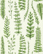 Scion FERNS JUNIPER Wallpaper