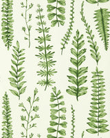 Scion FERNS JUNIPER Wallpaper