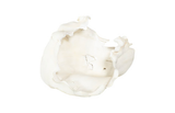 Phillips Collection Cast Root , Open Faux Bleached Bowl