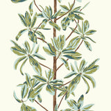 Thibaut Mangrove Tree Sage Wallpaper
