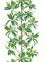 Thibaut Green and White S Wallpaper