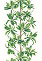 Thibaut Green and White S Wallpaper