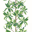 Thibaut Mangrove Tree Green And White Wallpaper