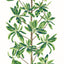 Thibaut Mangrove Tree Green And White Wallpaper