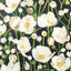 Thibaut Tivoli Black Wallpaper