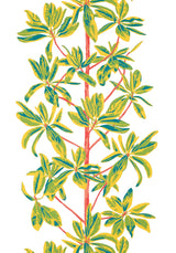 Thibaut MANGROVE TREE Coral Wallpaper