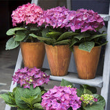 LH Home Rustic Medium Vase - Corten