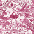 Clarke & Clarke PARADISE LOST BERRY WP Wallpaper