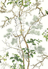 Thibaut Katsura Green And White Wallpaper