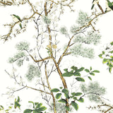 Thibaut Katsura Green And White Wallpaper
