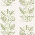 Kravet SUGAR AND SPICE WP CACTUS Wallpaper